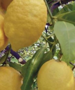 Limone Femminello del Gargano IGP