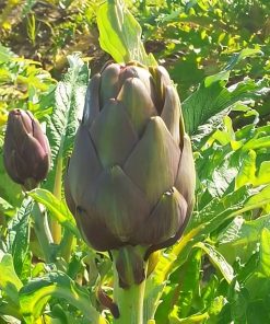 Box di carciofo Violetto (1a scelta)