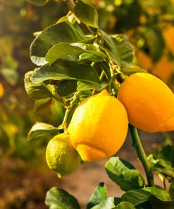 Limone Femminello Siracusano IGP – Primofiore