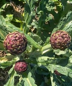 Carciofo Apollo (o Romanesco) (1a scelta)