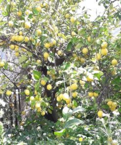 Limoni con buccia edibile a foglia.