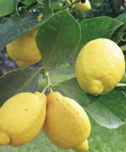 Limoni con buccia edibile
