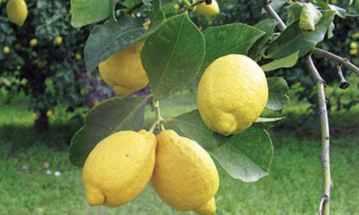 Limoni con buccia edibile - immagine 2