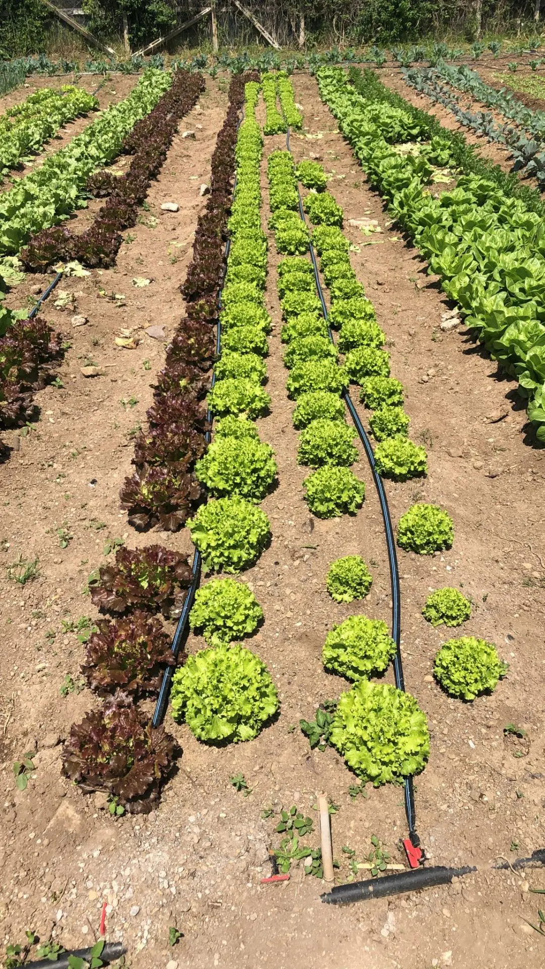 Canasta Biologica 600g - immagine 6