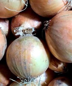 Cipolla ramata (o gialla)