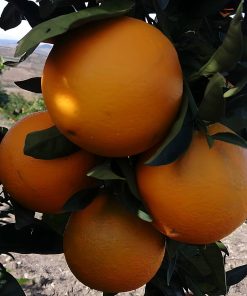 Box Arance Navel New Hall (da Mensa)