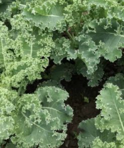 Kale verde