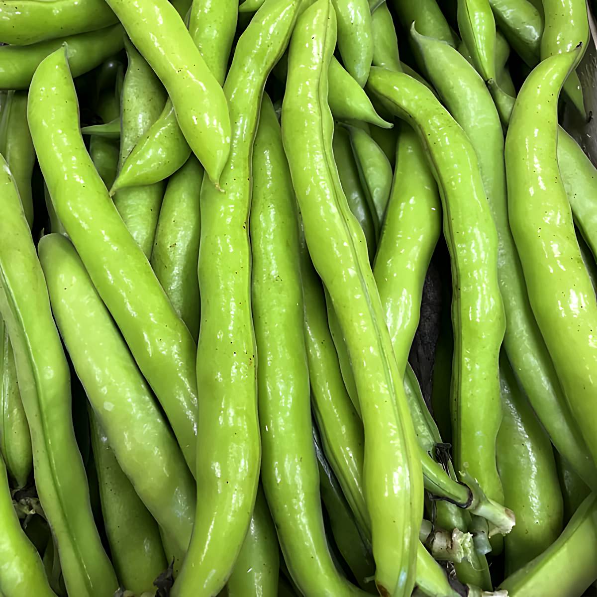 Fave Fresche Siciliane in Baccello - immagine 2