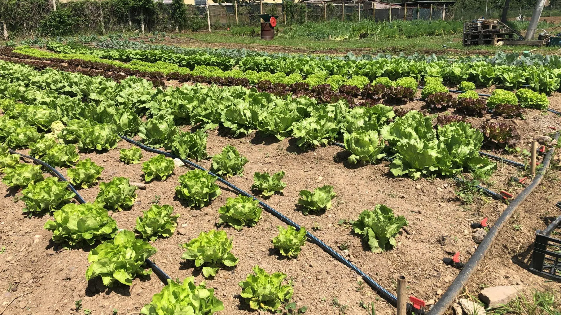 Canasta Biologica 600g - immagine 5