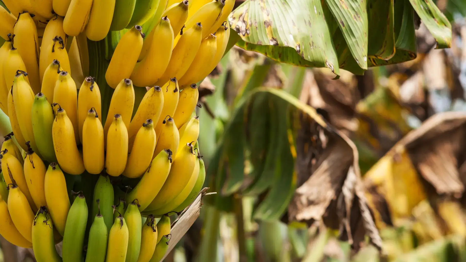 Banane Biologiche Fairtrade 900g - immagine 7