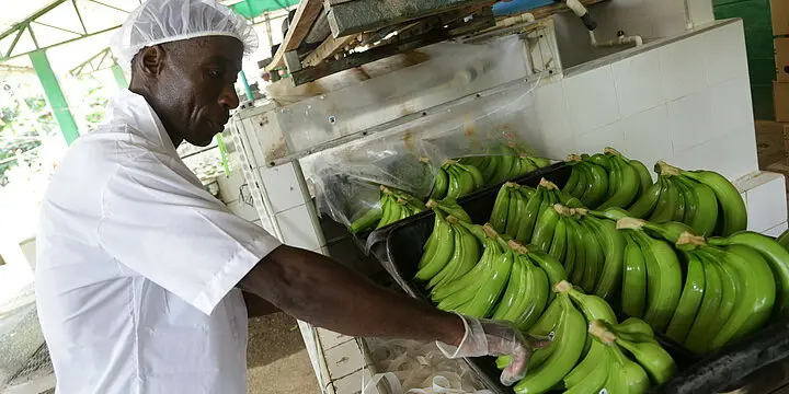 Banane Biologiche Fairtrade 900g - immagine 6