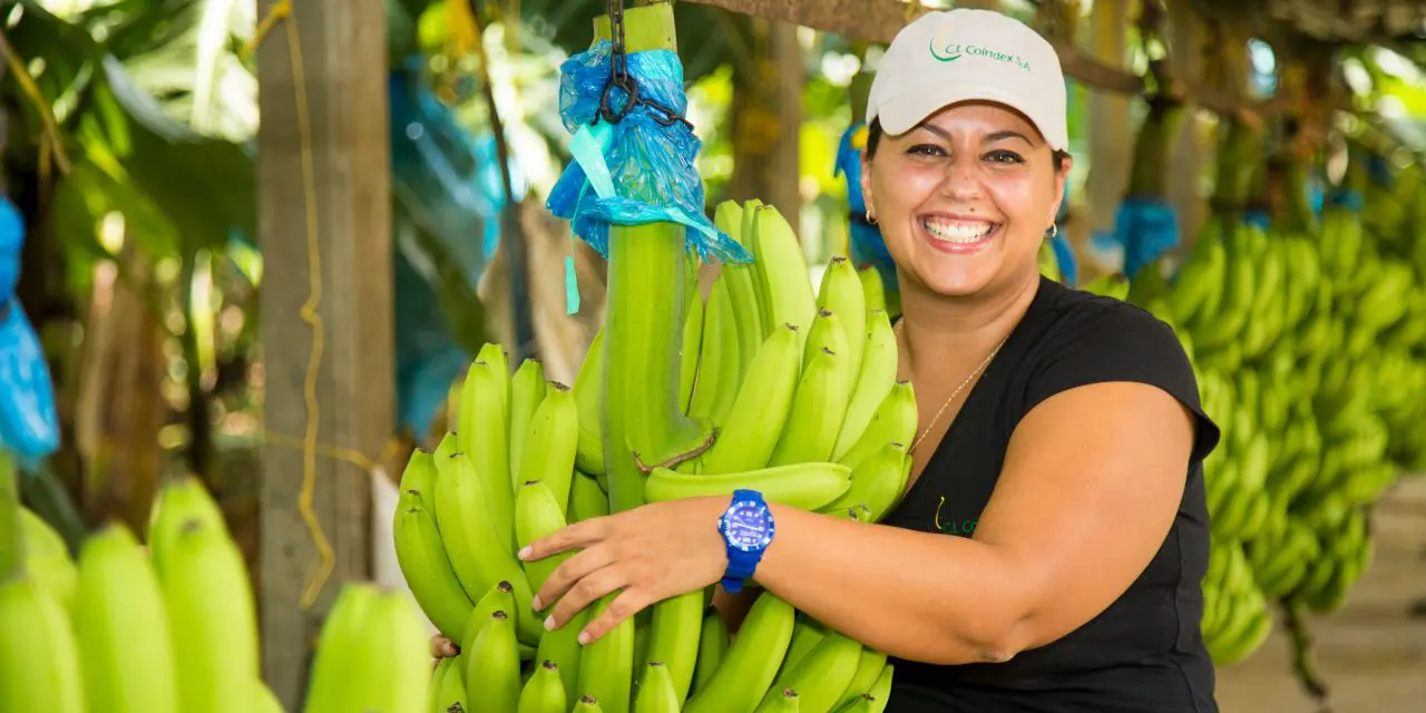 Banane Biologiche Fairtrade 900g - immagine 4