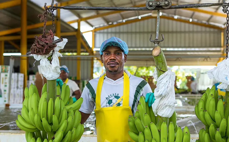 Banane Biologiche Fairtrade 900g - immagine 5