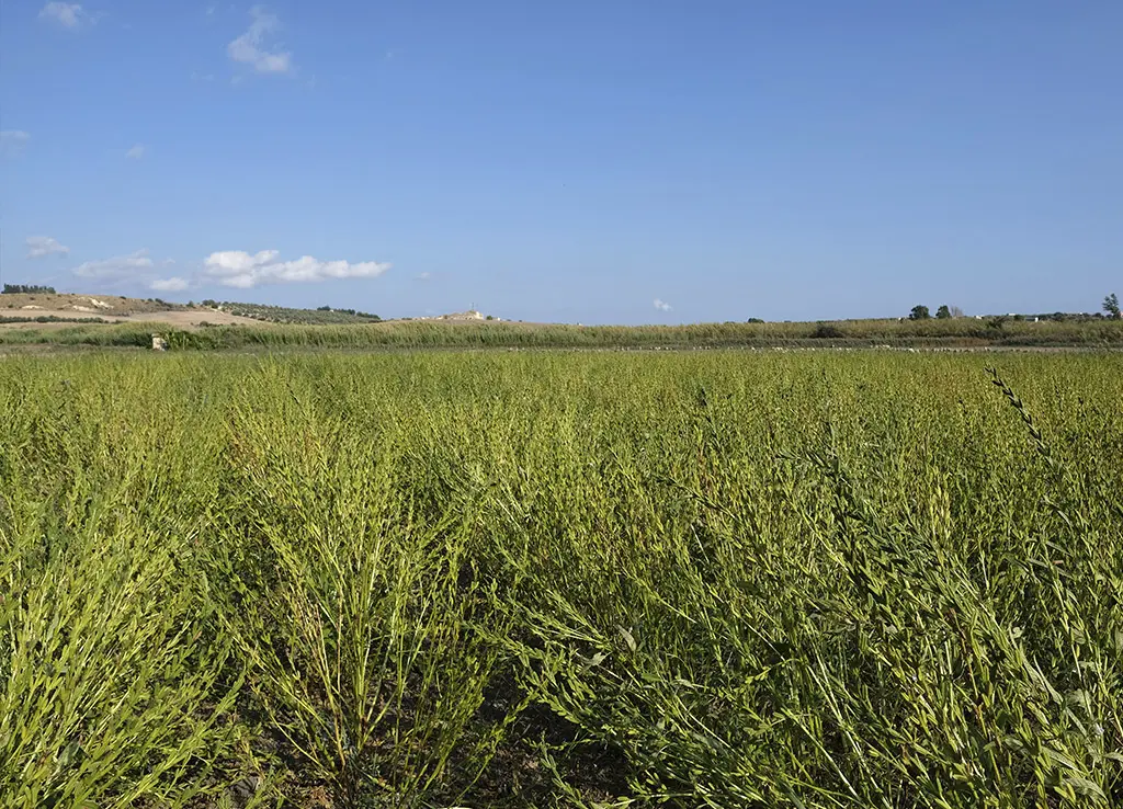 Gomasio Biologico Slow Food® 100g - immagine 7