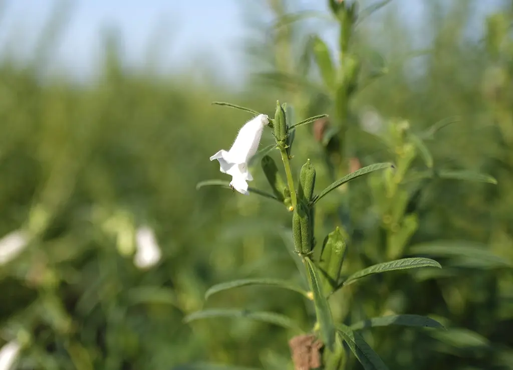 Gomasio Biologico Slow Food® 100g - immagine 8