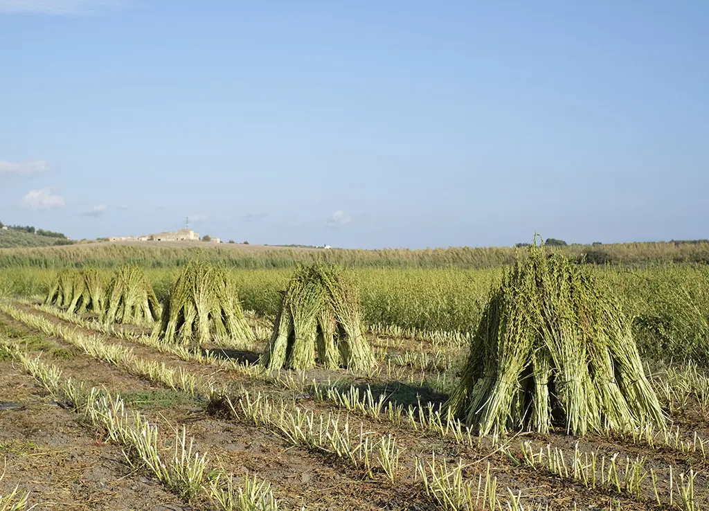 Gomasio Biologico Slow Food® 100g - immagine 3