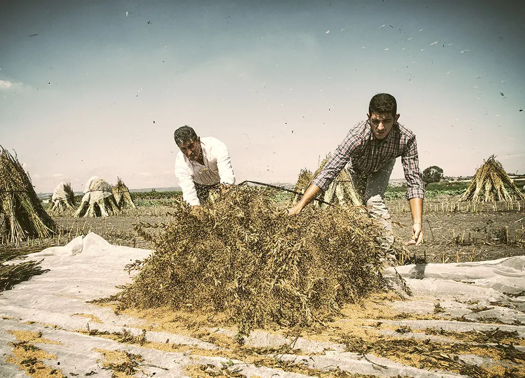 Gomasio Biologico Slow Food® 100g - immagine 6