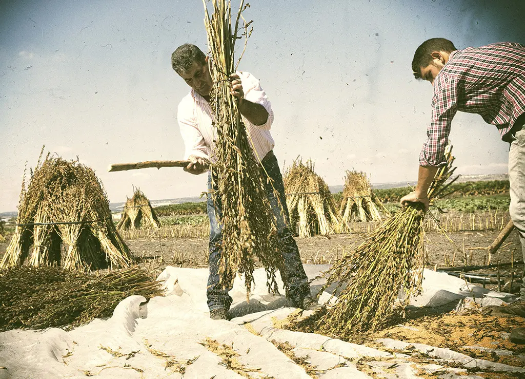 Gomasio Biologico Slow Food® 100g - immagine 5