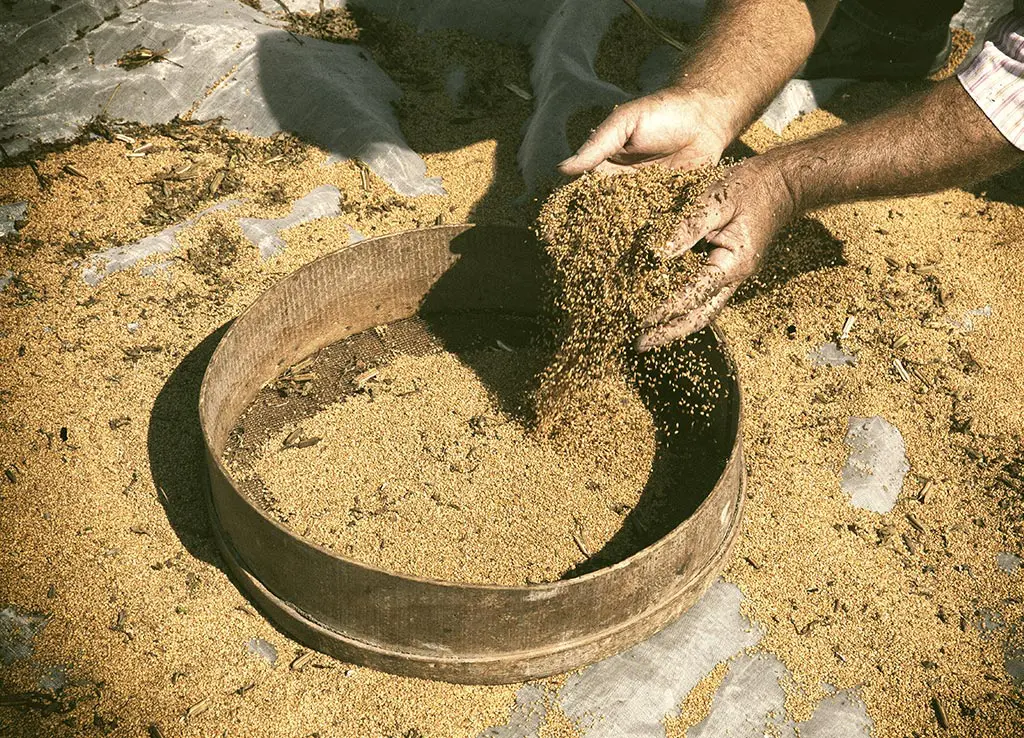 Gomasio Biologico Slow Food® 100g - immagine 4