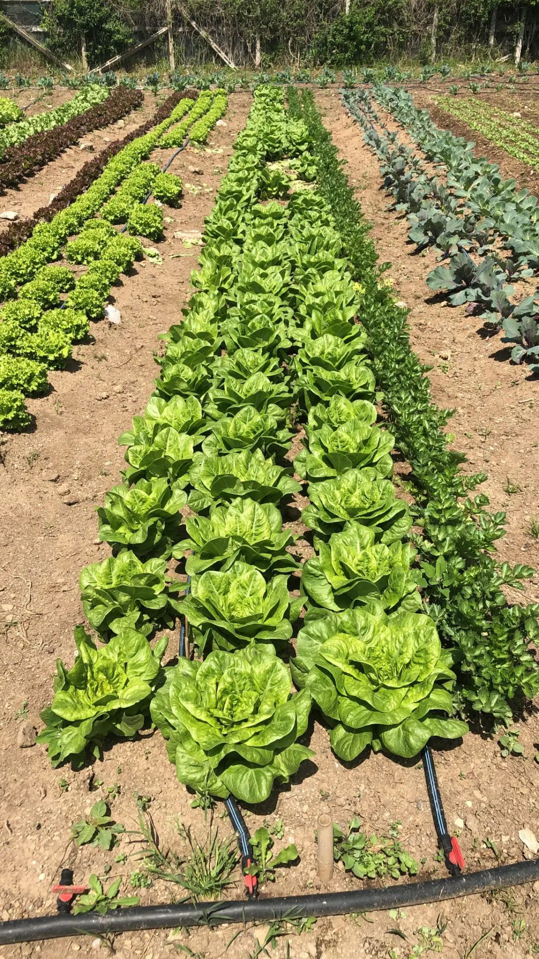 Canasta Biologica 600g - immagine 7