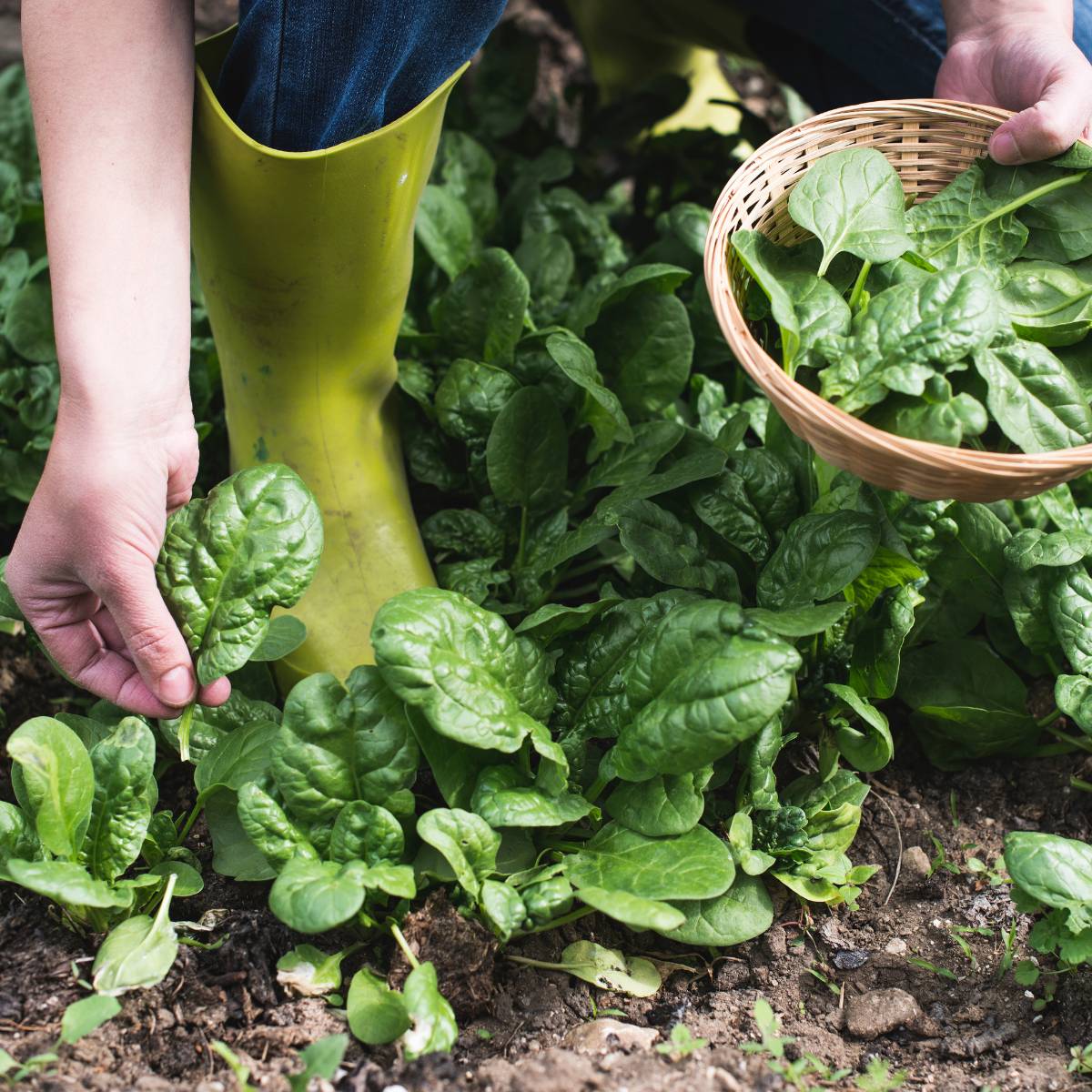 Spinaci puliti - immagine 2