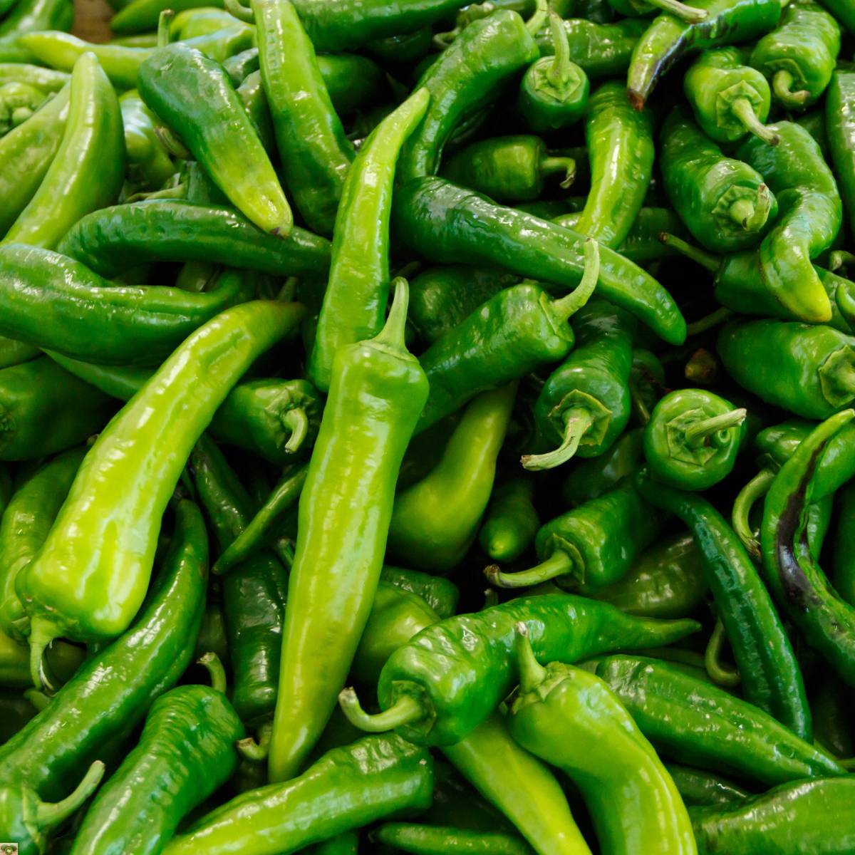 Friggitelli - immagine 2