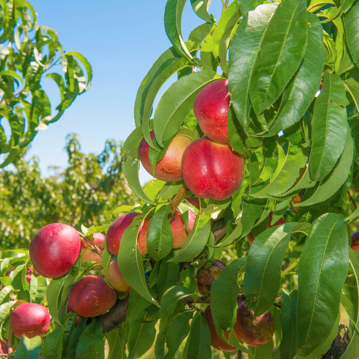 Nocepesca - immagine 2