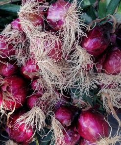 Cipolla Rossa fresca a mazzi