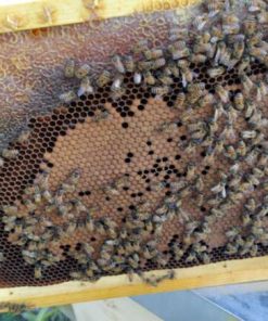 Miele Millefiori Biologico