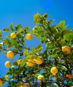 Limoni Biologici con Buccia Edibile