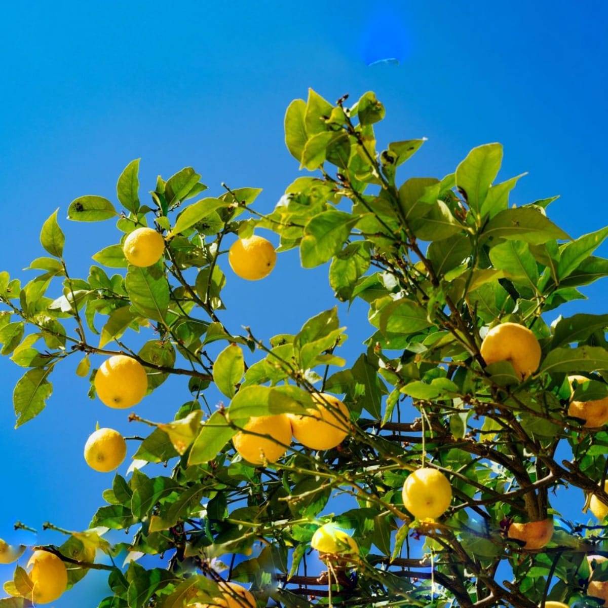 Limoni Biologici con Buccia Edibile