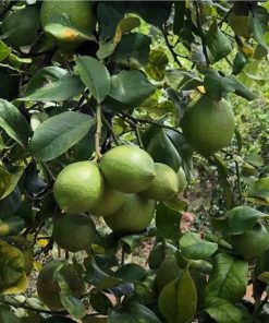 Limoni Verdelli Biologici Siciliani