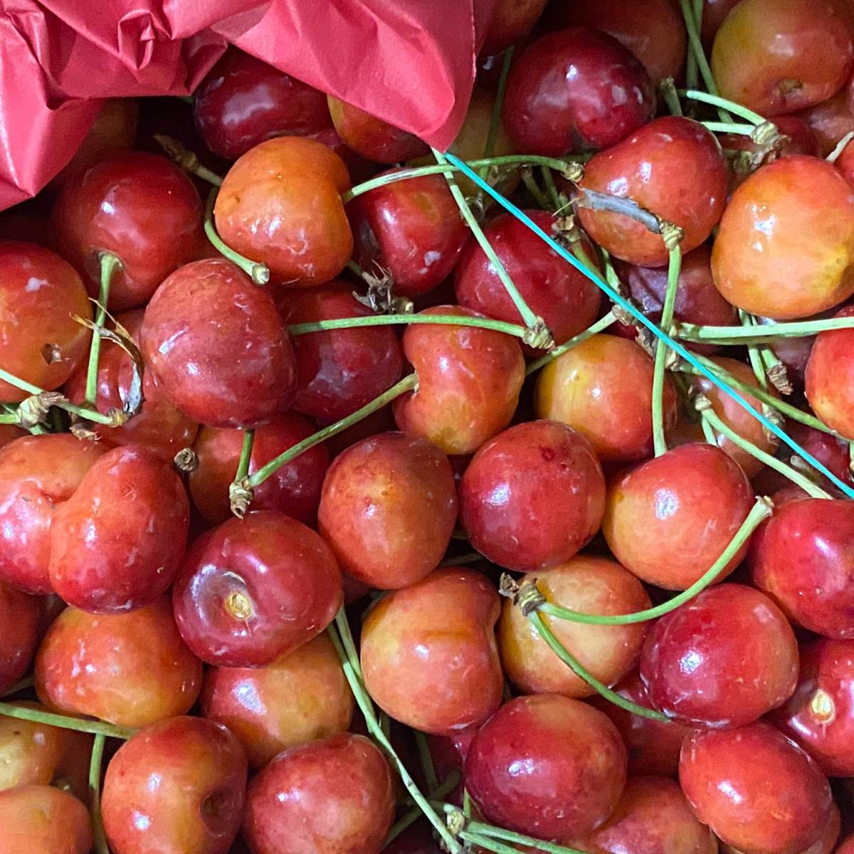 Ciliegia cappuccia - immagine 2