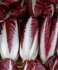 Radicchio trevigiano lungo