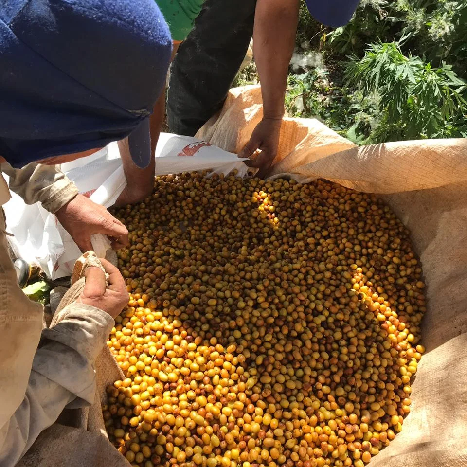 Arabica Unico Brazil & Perù Blend 250g - immagine 3