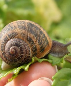 Lumache vive Helix Aspersa – Confezione da 500 grammi