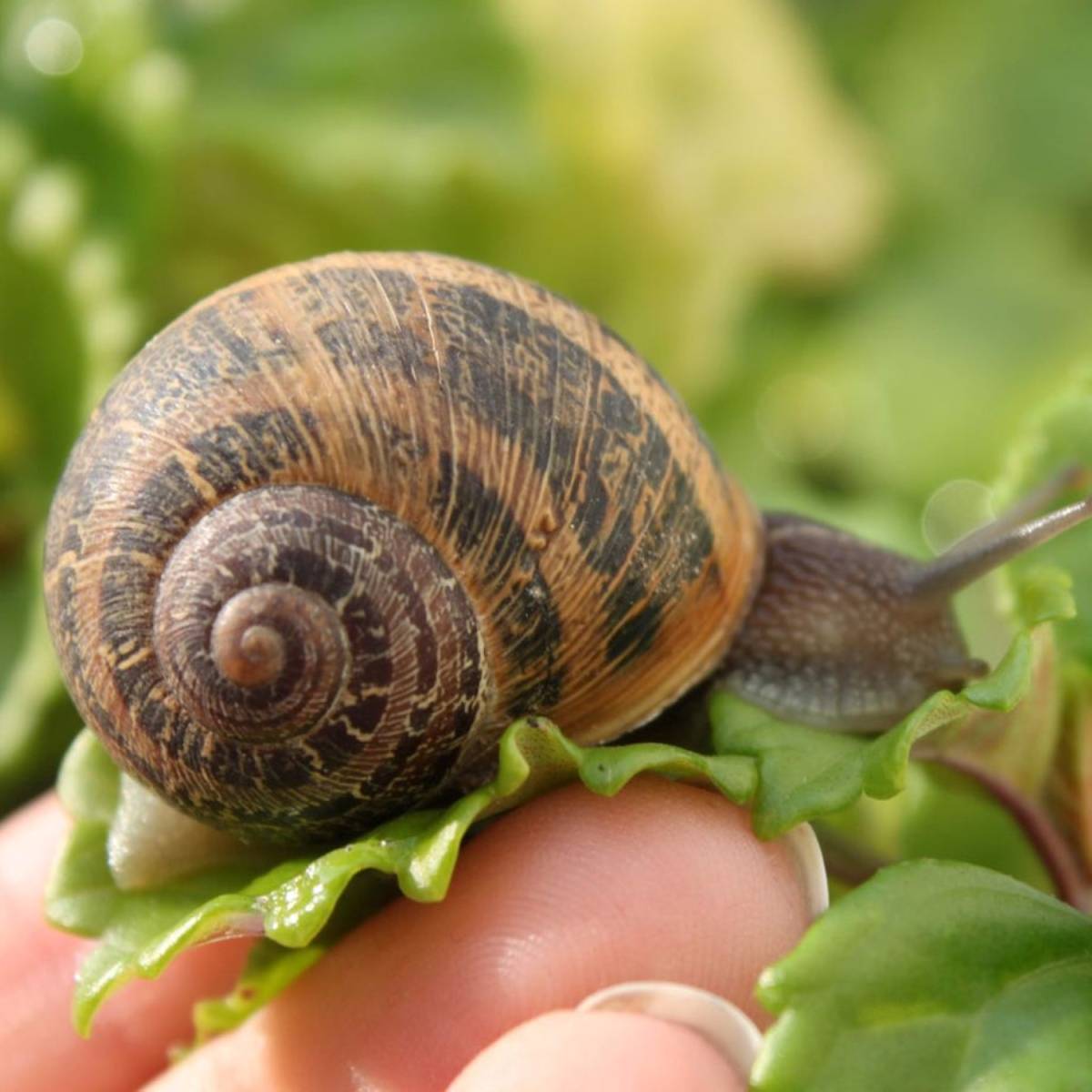 Lumache vive Helix Aspersa – Confezione da 500 grammi