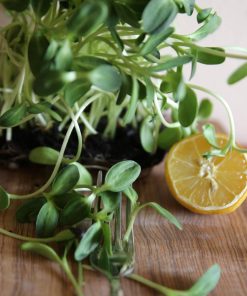 Microgreens di girasole