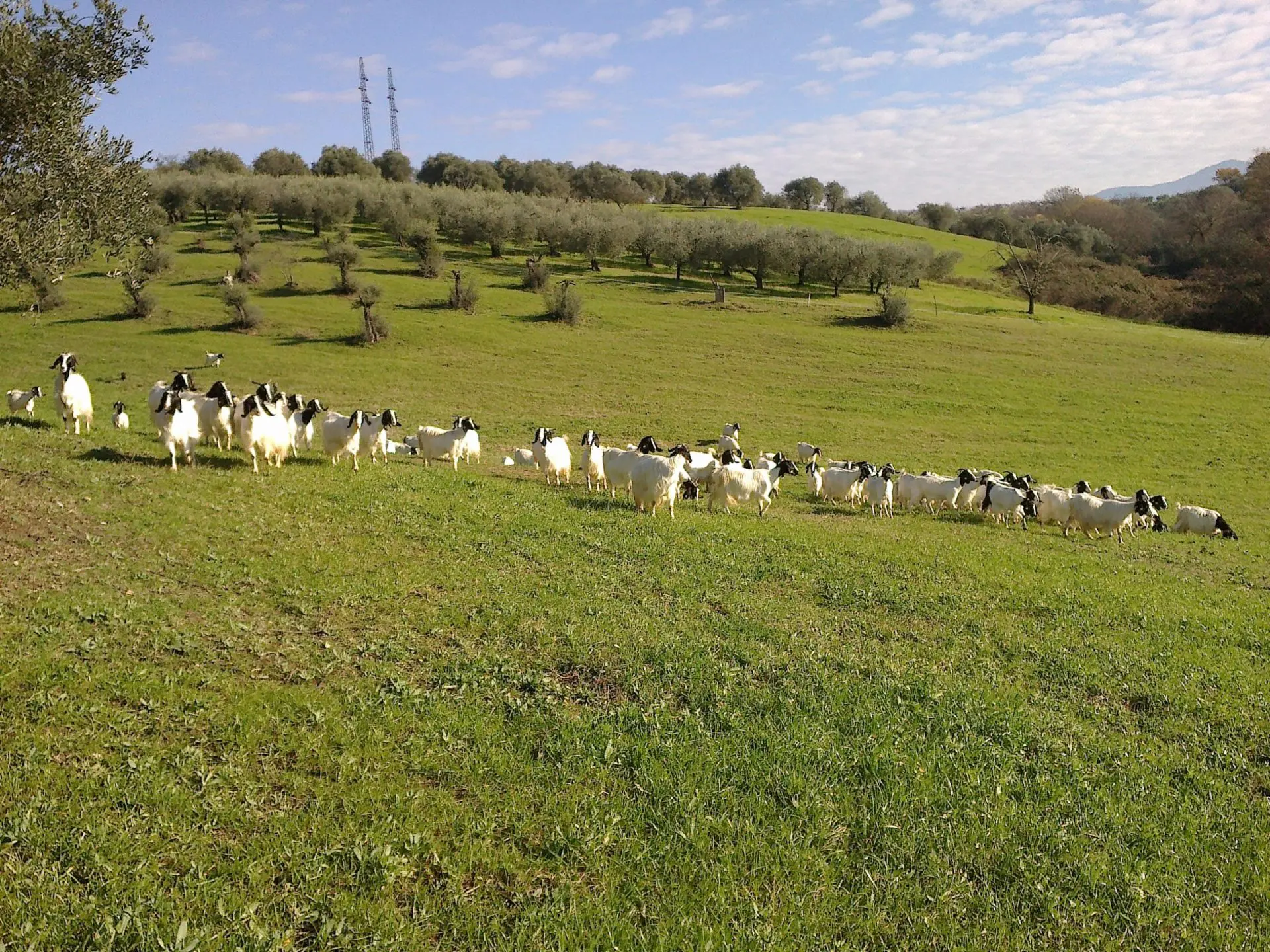 Yogurt di Capra Bianco 500g - immagine 5