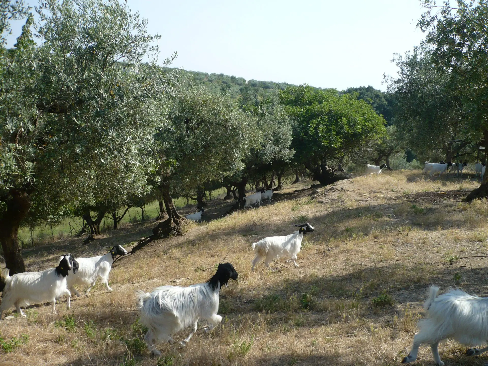 Yogurt di Capra Bianco 500g - immagine 4